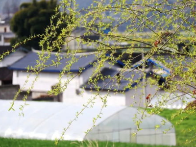 乡野春潮,田园风光无限